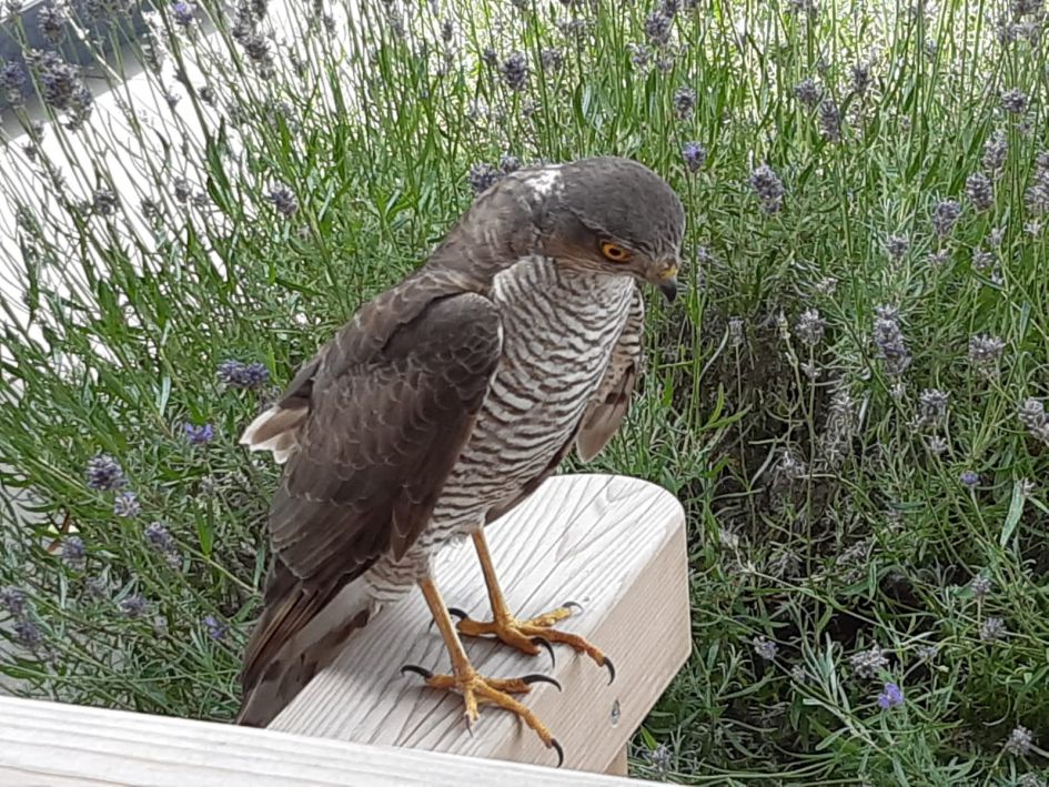 sperwer of havik in mijn voortuin in Zwolle